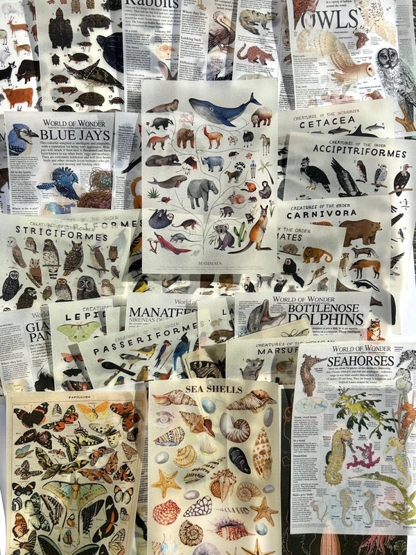 Vellum paper pack - Animalia